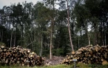 Tronc coupés pour être vendus, sur une parcelle près de Dun-Les-Places, dans le Morvan, le 3 septembre 2021