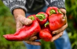 Pour fabriquer l'ajvar, les poivrons seront cuits, pelés, émincés ou hachés, puis recuits à feu vif et assaisonnés