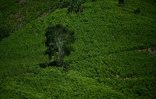 Des champs de coca à Teorama, dans la région de Catatumbo, département de Norte de Santander, en Colombie, le 23 janvier 2025