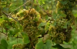 Le réchauffement des étés bouleverse en particulier, en France, le calendrier de ce mois de vendanges qu'est septembre