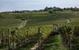 Vendanges dans le vignoble d'Agliano Terme, près de la ville d'Asti, dans le nord-ouest de l'Italie, le 21 septembre 2026 