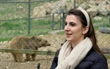 Arménie : à la rescousse des ours maltraités
