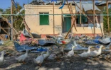 Des oies passent devant une maison détruite par les bombardements dans le village de Bakharly le 14 octobre 2020