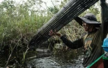 Un homme vérifie sa cage à poissons vide le long d'un canal construit à travers la forêt de tourbières, près d'une plantation d'acacias, à Lebung Itam, dans le sud de Sumatra, le 11 juin 2025 en Indonésie