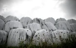 Ballots de paille souillés par la suie après l'incendie de l'usine Lubrizol, le 30 septembre 2019