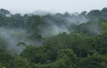 Vulnérables au changement climatique et victimes de déforestation massive, les forêts des tropiques donnent des signes d?essoufflement