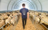 Des centaines de moutons attendent d'ĂŞtre tondus Ă Le Dorat en Haute-Vienne le 4 juillet 2019