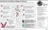 Comment le virus Ebola s'attaque à l'Homme