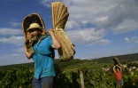 Porteurs de paniers au travail le 5 septembre 2018 pour les vendanges à Pernand-Vergelesses, en Bourgogne
