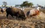 Combat de taureaux dans l'émirat de Foujaira, aux Emirats arabes unis, le 5 février 2022
