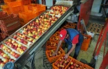 Un homme trie des nectarines dans une coopérative de producteurs de fruits, à Ille-sur-Tet, le 21 juillet 2017