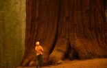 Les séquoias géants, qui ne poussent qu'en Californie, comptent parmi les arbres les plus volumineux du monde