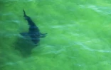 Un grand requin blanc près de Cape Cod, dans l'Etat américain du Massachusetts, en juillet 2019