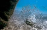 Un mérou goliath, avec d'autres poissons, au large de Boynton Beach en Floride, le 10 septembre 2023