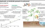 Le glyphosate