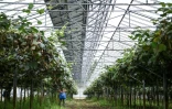 Une serre de culture de kiwis dont le toit est en partie constitué de panneaux photovoltaïques, au Temple, le 3 octobre 2025 en Gironde