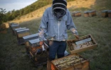 L'apiculteur Patrice Parocell inspecte ses ruches après les avoir transportées pendant la transhumance annuelle vers les champs de lavande, le 25 juin 2020 à Banon