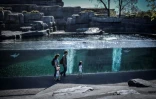 La piscine de otaries au zoo de Vincennes