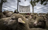 Des éleveurs de brebis manifestent contre le loup, le 9 octobre 2017 à Lyon