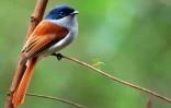 Z'oiseau la Vierge (Photo : Jean-Max Galmar)