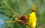Serin pays (Photo : Jean-Max Galmar)