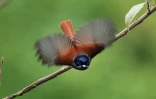 Z'oiseau La Vierge (Photo : Jean-Max Galmar)