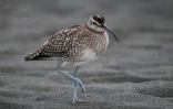 Bécasseau Sanderling (Photo : Jean-Max Galmar)