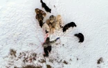 Le musher Nukaaraq Olsen prépare ses chiens de traineau pour une promenade près de Sisimiut, au Groenland, le 31 janvier 2026