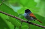 Z'oiseau La Vierge (Photo : Jean-Max Galmar)