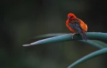 Cardinal (Photo : Jean-Max Galmar)