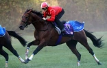 Le pur sang japonais Makahiki monté par Christophe-Patrice Lemaire, lors d'un entraînement à Gouvieux, le 7 septembre 2016