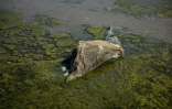 Un dauphin mort sur une plage du parc national des Lagunes de Touzly, le 28 août 2022 en Ukraine