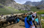 Des femmes kurdes traient leurs moutons dans les montagnes de la province de Hakkari, au sud-est de la Turquie, le 12 juillet 2025