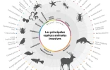 Les principales espèces animales invasives