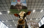 La vache normande "Oreillette" au salon de l'agriculture le 26 février 2024