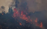 Un incendie ravage une forêt de Californie, le 2 août 2022
