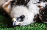 Un jeune aigle de Bonelli dans un élevage à Saint-Denis-du-Payré, en Vendée, le 9 juin 2022 