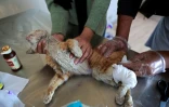 Un chat blessé soigné dans un refuge de secours pour animaux errants, le 16 janvier 2022 à Bagdad, en Irak
