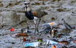 Un vanneau téro au milieu des déchets dans la mangrove de Costa del Este, à Panama, le 16 mars 2022