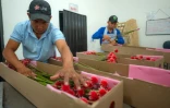 Des employés préparent des fleurs d'Inirida pour leur exportation, le 7 août 202 à Inirida, dans le département de Guainia, en Colombie