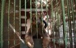 Un ours brun dans une cage du zoo de Guizeh au Caire, le 1er août 2017