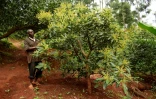 Le fermier Simon Kimani cueille les avocats de sa plantation, le 25 juillet 2018 à Kandara, au Kenya