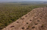 Vue aérienne de la déforestation du Cerrado à São Desidério, dans l’ouest de l’État de Bahia, au Brésil, le 25 septembre 2023