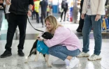 Une voyageuse caresse Alita, une chienne de thérapie pour réconforter les passagers stressés avant leur embarquement à l'aéroport d'Istanbul, le 3 mai 2024 en Turquie