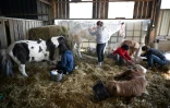 Des ostéopathes et des soigneurs s'occupent d'animaux handicapés au refuge et centre de soins Suzi Handicap à Montreuil-au-Houlme, le 18 mars 2025 dans l'Orne