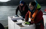 Des pêcheurs et des techniciens s'apprêtent à relâcher des civelles dans la Loire à Saint-Martin-de-la-Place, le 14 février 2025 en Maine-et-Loire