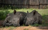 Deux bébés rhinocéros dont les parents ont été tués par des braconniers, recueilis dans un centre près de Mokopane, en Afrique du Sud, le 9 janvier 2021.