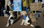 Manifestation contre le Brexit à Londres le 7 octobre 2018 de propriétaires de chiens avec leurs animaux favoris
