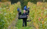 Un formateur et des étudiants récoltent le raisin dans un vignoble près de Scaynes Hill, appartenant au département vin du Plumpton College dans le sud de l'Angleterre, le 12 octobre 2015