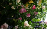 Les King's rose au centre, entourées des Sir David Beckham rose, crées par David Austin Roses, au Chelsea Flower Show à Londres le 18 mai 2026